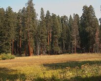 Sequoia_GiantForest-24