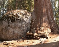 Sequoia_GiantForest-25