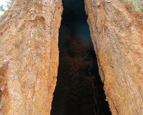 Sequoia_GiantForest-28