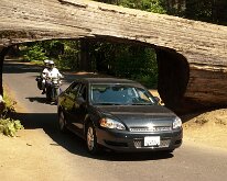 Sequoia_GiantForest-29