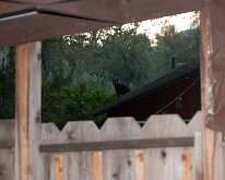 Yosemite_LittleBearCottage-5