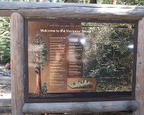 Yosemite_MariposaGrove-1