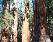 Yosemite_MariposaGrove-3