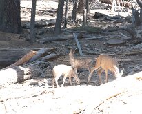 Yosemite_MariposaGrove-4