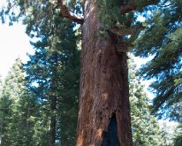 Yosemite_MariposaGrove-5