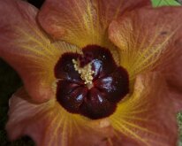 2015_Hawaii_KauiCoffee-01