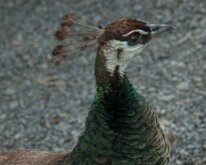 2015_Hawaii_KauiCoffee-02