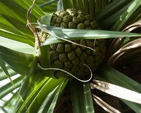 2015_Hawaii_KauiCoffee-03