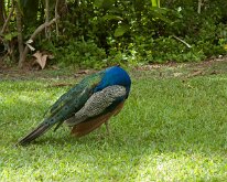 2015_Hawaii_KauiCoffee-04