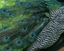 2015_Hawaii_KauiCoffee-05