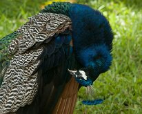 2015_Hawaii_KauiCoffee-06