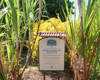 2015_Hawaii_KauiCoffee-16