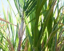 2015_Hawaii_KauiCoffee-17