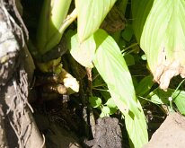 2015_Hawaii_KamokilaVillage-10