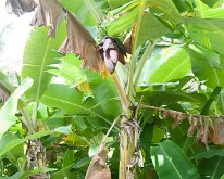 2015_Hawaii_KamokilaVillage-12