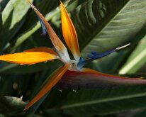 2015_Hawaii_Virgil_0001