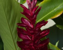 2015_Hawaii_Virgil_0002