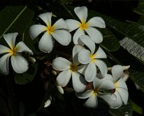 2015_Hawaii_Virgil_0004