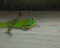 2015_Hawaii_Virgil_0017