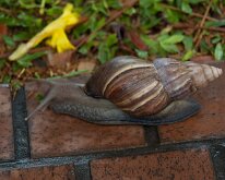 2015_Hawaii_Virgil_0018