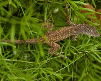 2015_Hawaii_Virgil_0020