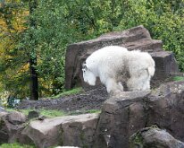 2016_PortlandZoo-02