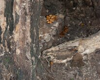 2017_McCormicksCreekStPark-15