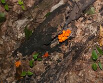 2017_McCormicksCreekStPark-29