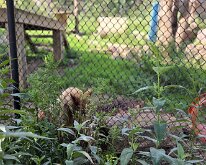2026_OschnerParkZoo-04
