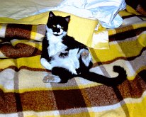 CatOnBed Wolverine CAMERA