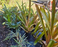 TLC_NurseryUpgrade-01