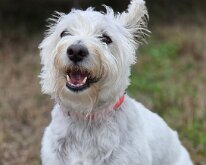 2026_TLC_TeamMascot Luch, TLC team mascot. How many VHL teams have an actual mascot!