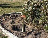 TLC_IslandPlanting-07