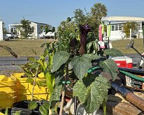 TLC_IslandPlanting-08