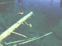 DucksFish