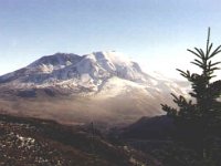 Mt Hood - Tree