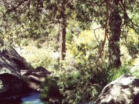 BigArsenicSpring