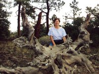 TreeStump