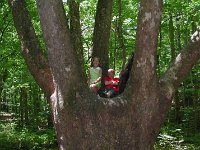 KatePaulTree1
