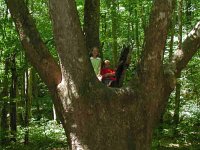 KatePaulTree2