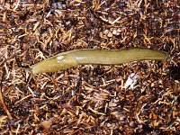 Rain Forest Slug