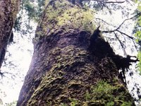 Rain Forest Tree