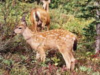 Rainier - Deer