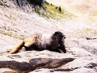 Rainier - Marmot