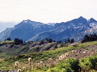 Rainier - Trail Valley