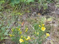 StarvedRock 0005 : Starved Rock, Illinois
