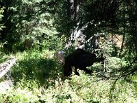 JennyLake 0023 : 2008 - Tetons & Yellowstone, PrintMe
