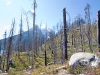 JennyLake 0026 : 2008 - Tetons & Yellowstone