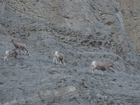 GardinerBighorn 0001 : 2008 - Tetons & Yellowstone