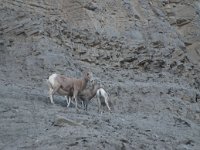 GardinerBighorn 0002 : 2008 - Tetons & Yellowstone